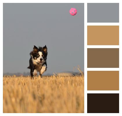Border Collie Running Dog Field Image